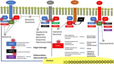 Targeting intracellular pathways in idiopathic inflammatory myopathies: A narrative review